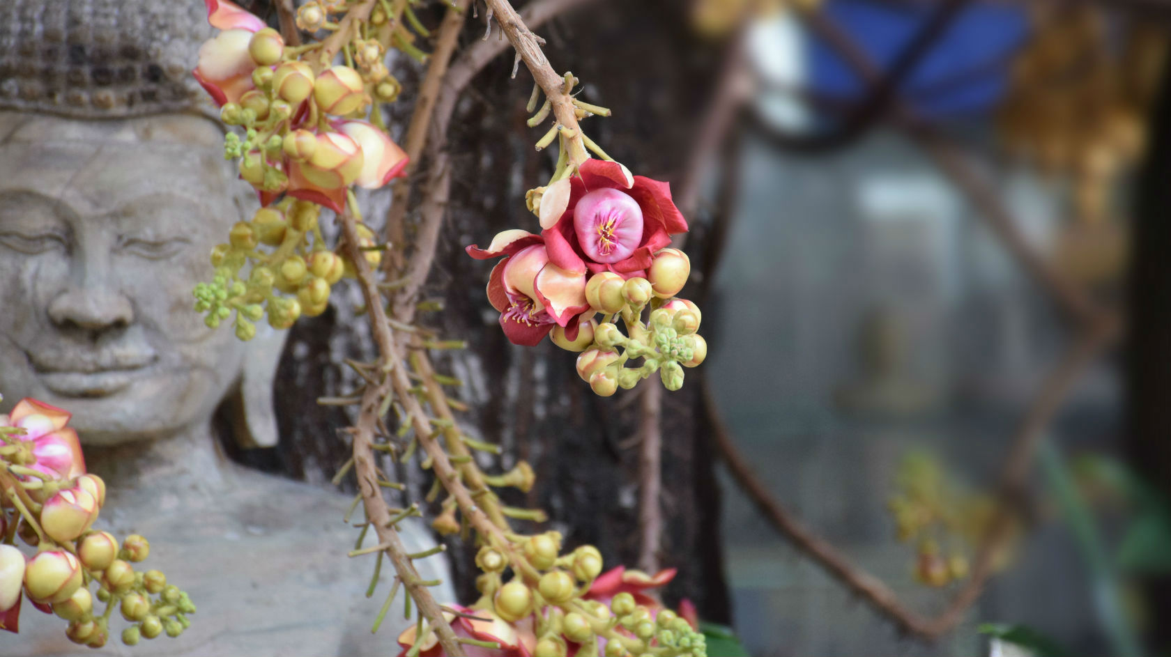カンボジアの花
